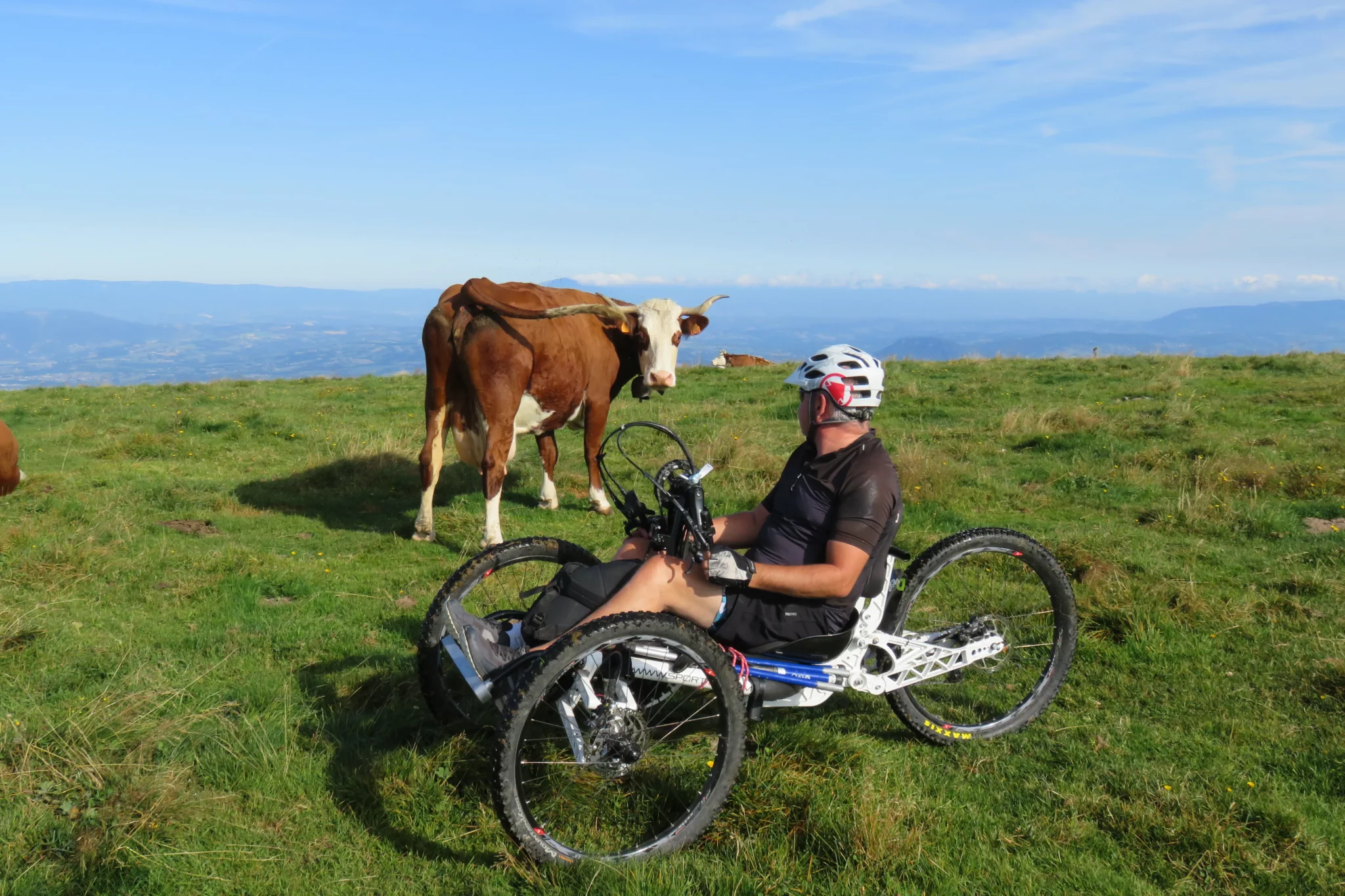 Un participant en fauteuil tout terrain et une vache qui se regardent sur le plateau du Semnoz pendant le R'Handi Bike Festival