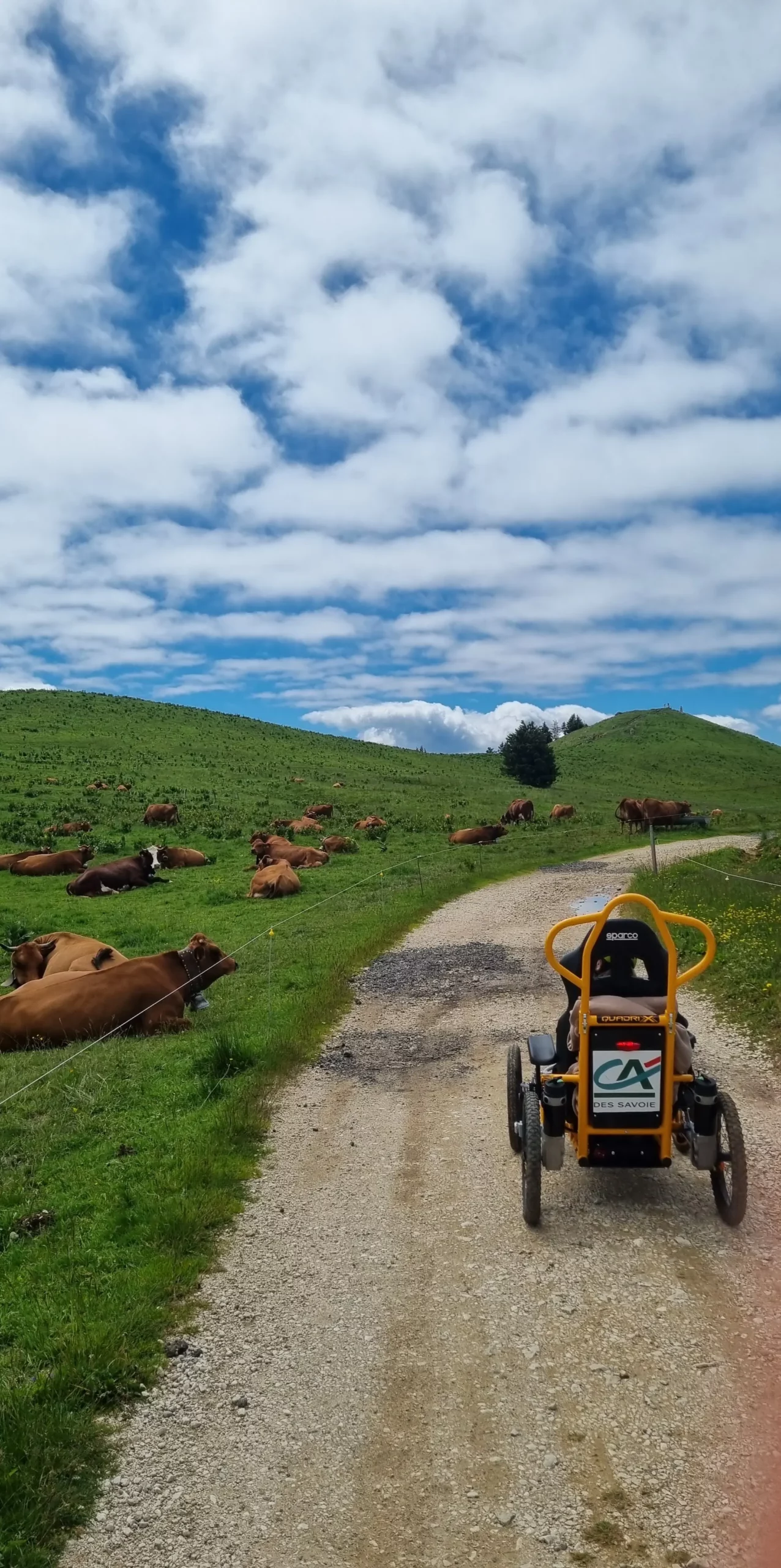 Sabine roule devant les vaches